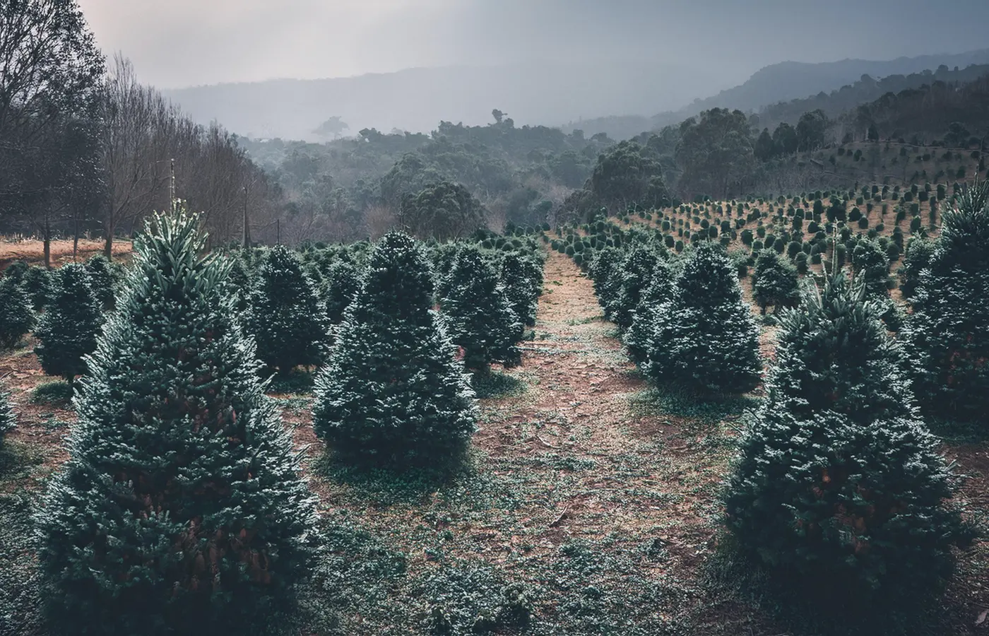 Christmas Trees
